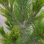 Pinus leucodermis