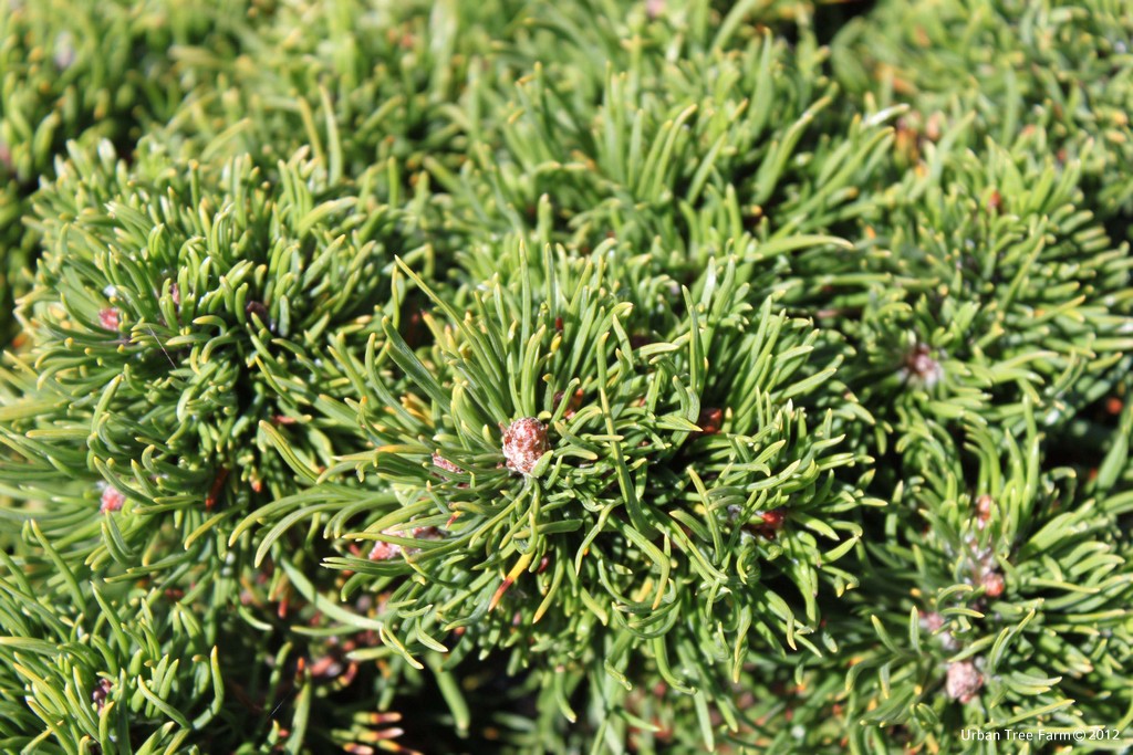 Pinus-mugo-b Pinus mugo - Image 1