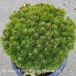 Pinus mugo mugo 'Pumilo'