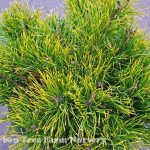 Pinus mugo mugo 'Tyrolean'
