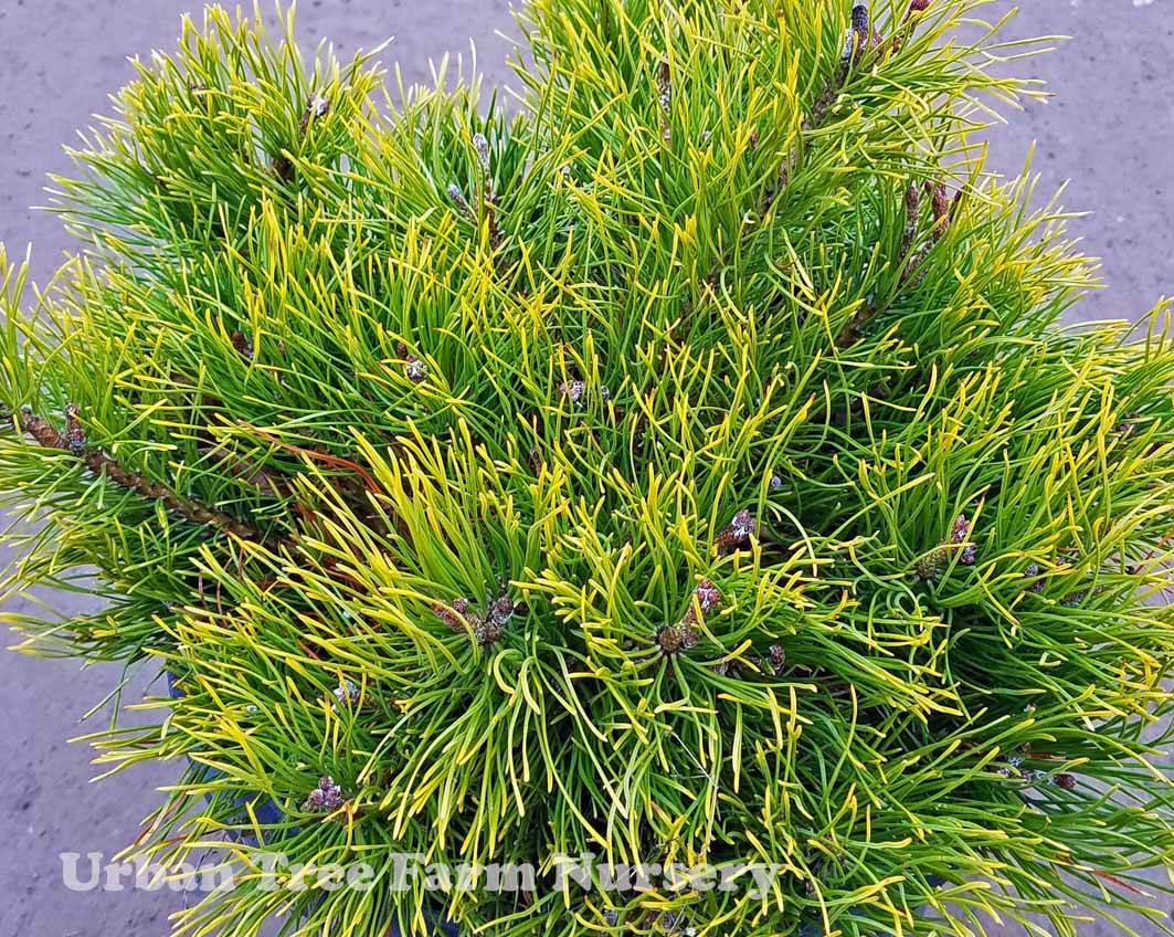 Pinus-mugo-mugo-Tyrolean-b Pinus mugo mugo 'Tyrolean' - Image 1