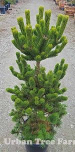 Pinus nigra 'Oregon Green' - Image 3