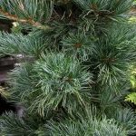 Pinus parvilflora 'Tempelhof'