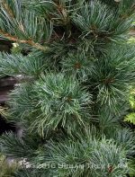 Pinus parvilflora 'Tempelhof'