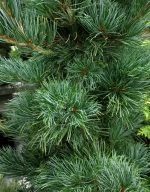 Pinus parvilflora 'Tempelhof' - Image 2