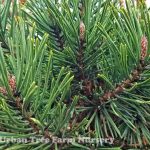 Pinus sylvestris SCULPTED