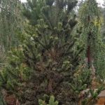 Pinus sylvestris