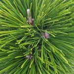Pinus thunbergii 'Thunderhead'