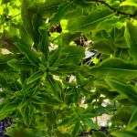 Pittosporum eugenioides STD