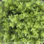 Pittosporum tenuifolium 'Beach Ball'