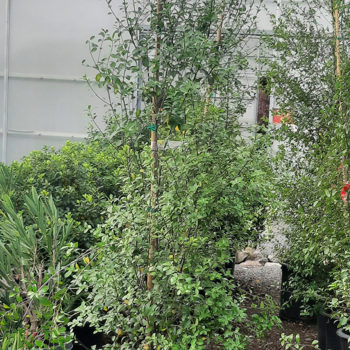 Pittosporum tenuifolium 'Diamond' | Urban Tree Farm Nursery