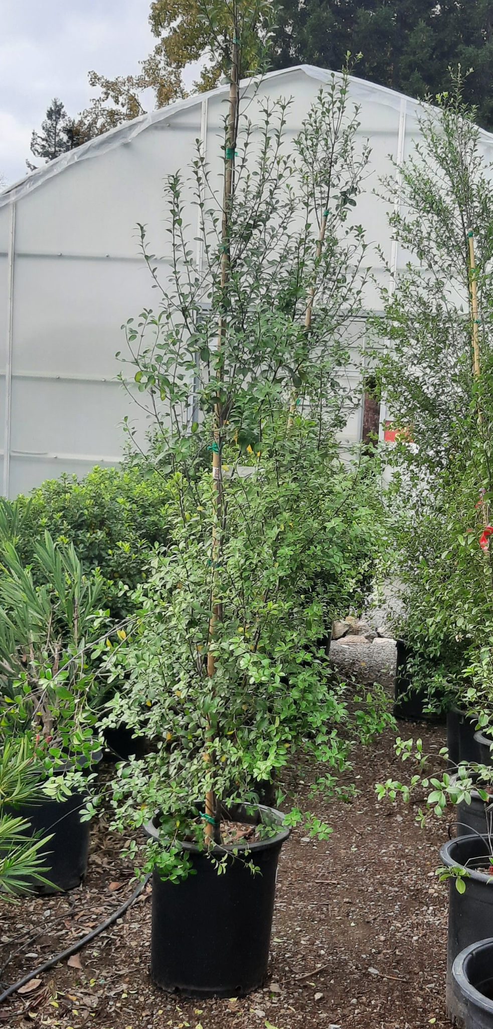 Pittosporum tenuifolium COLUMN | Urban Tree Farm Nursery