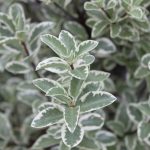 Pittosporum tenuifolium 'Deborah'