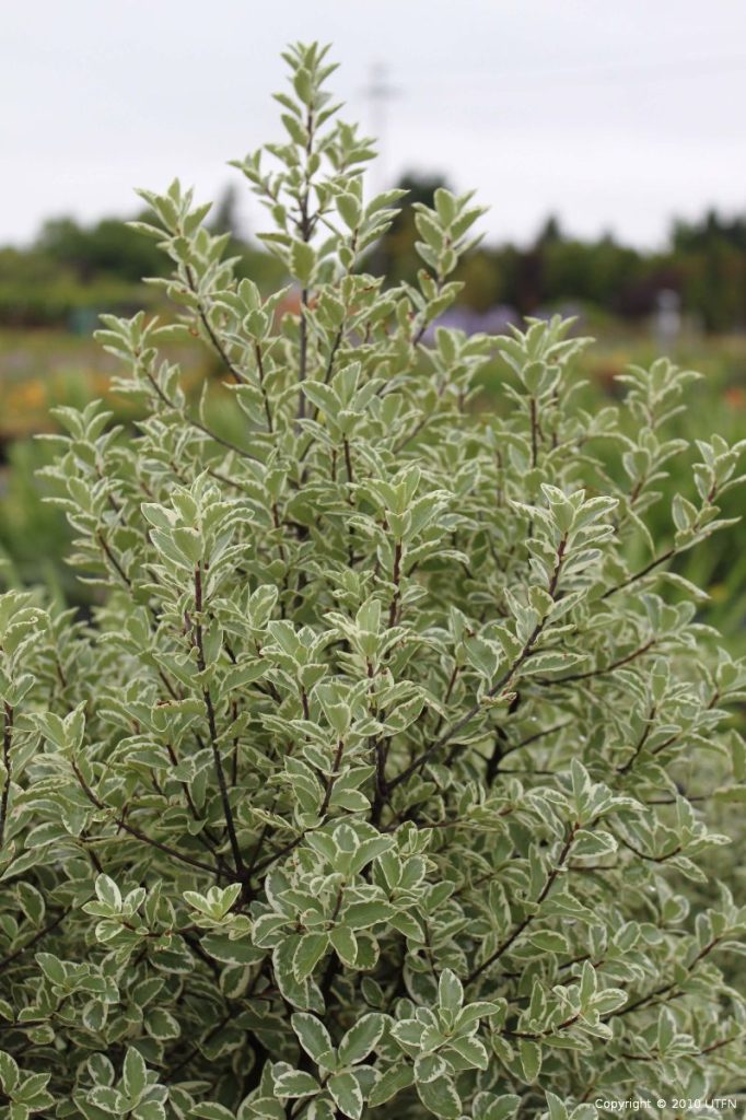 Pittosporum tenuifolium 'Deborah' | Urban Tree Farm Nursery