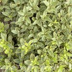 Pittosporum tenuifolium 'Diamond'