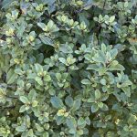 Pittosporum tenuifolium 'Elfin'