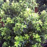 Pittosporum tenuifolium 'Gold Star'