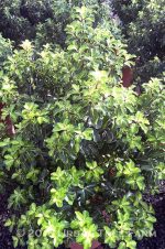 Pittosporum tenuifolium 'Gold Star'