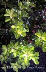 Pittosporum tenuifolium 'Gold Star' - Image 2