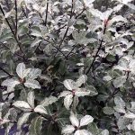 Pittosporum tenuifolium 'Irene Patterson'