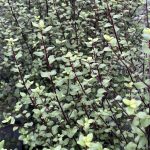 Pittosporum tenuifolium 'Oliver Twist'