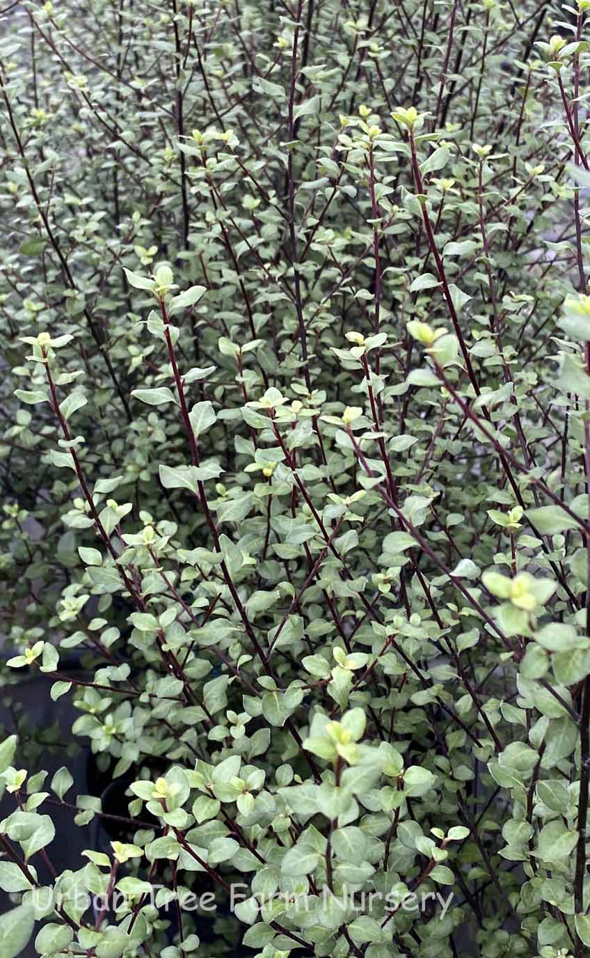 Pittosporum-tenuifolium-Oliver-Twist-a Pittosporum tenuifolium 'Oliver Twist' - Image 1