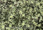 Pittosporum tenuifolium 'Oliver Twist' - Image 2