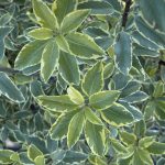 Pittosporum tenuifolium 'Pirouette' PP#