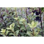 Pittosporum tenuifolium STD