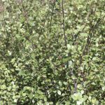 Pittosporum tenuifolium 'Silver Sheen'