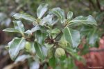 Pittosporum tenuifolium