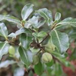 Pittosporum tenuifolium