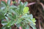 Pittosporum tenuifolium - Image 2