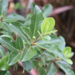 Pittosporum tenuifolium