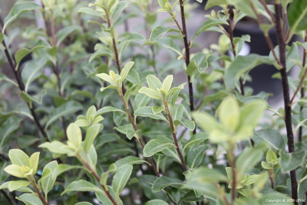 Pittosporum tenuifolium | Urban Tree Farm Nursery