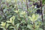 Pittosporum tenuifolium - Image 3