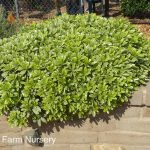 Pittosporum tobira 'Creme D' Mint'