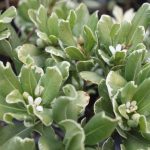 Pittosporum tobira 'Variegated'