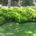 Pittosporum tobira 'Wheeler's Dwarf'