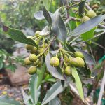 Pittosporum undulatum LOW BRANCH