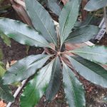 Pittosporum undulatum STD