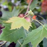 Platanus acerifolia 'Bloodgood'