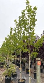 Platanus acerifolia 'Columbia'