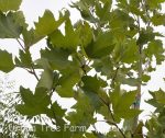 Platanus acerifolia 'Columbia' - Image 2
