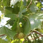Platanus acerifolia 'Yarwood'