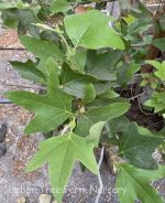 Platanus racemosa LOW BRANCH - Image 2