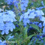Plumbago auriculata