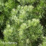 Podocarpus gracilior