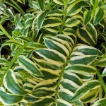 Polemonium caeruleum 'Brise d'Anjou'