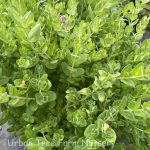 Polygala fruticosa 'Petite Butterflies'